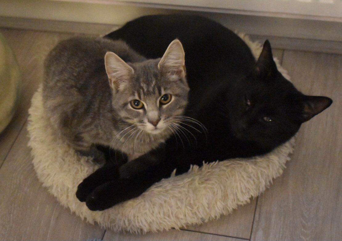 FentonBreedley's tweet photo. My baby sister Ripley is only 2 but is fighting for her life due to a bad medical condition.  I hope she pulls through but I don’t want her to suffer. But I’ll miss her if she’s not here cos we loved each at first sight ❤️ #CatsOfTwitter #CatsOnTwitter #cats #catsofinstagram https://t.co/0HOdQ69NPA