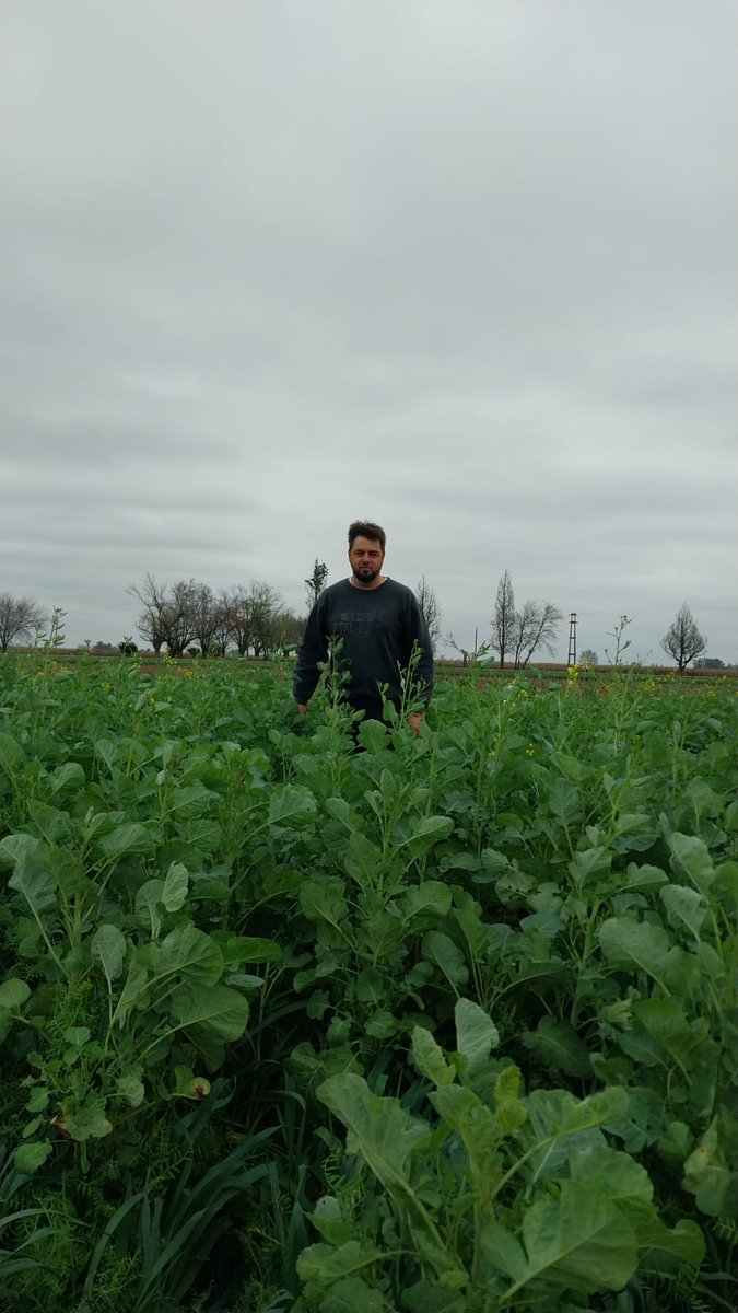 DiegoHugoPerez's tweet photo. Muy buen año para los cultivos de servicios 5000 kg/ha MS aerea #cultivosdeservicio #secuestrodecarbono #AGSUS @AgrIgnacio30653 FDS 10/4 90 dias de ciclo! https://t.co/EgjL0FkZ2U
