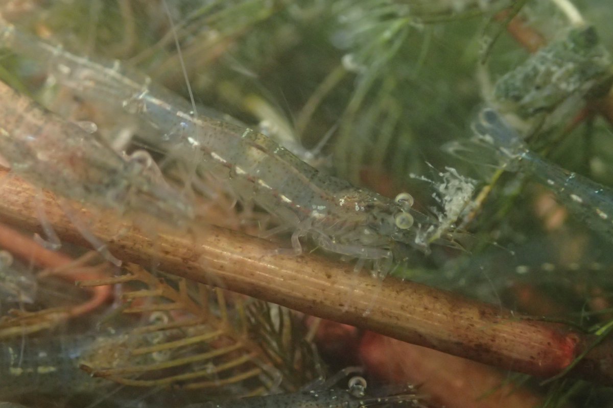 Even in vacation, freshwater shrimps are always on my way! Here, look at a bunch of young Atyaephyra desmarestii migrating up the Ter River, Catalonia, Spain.