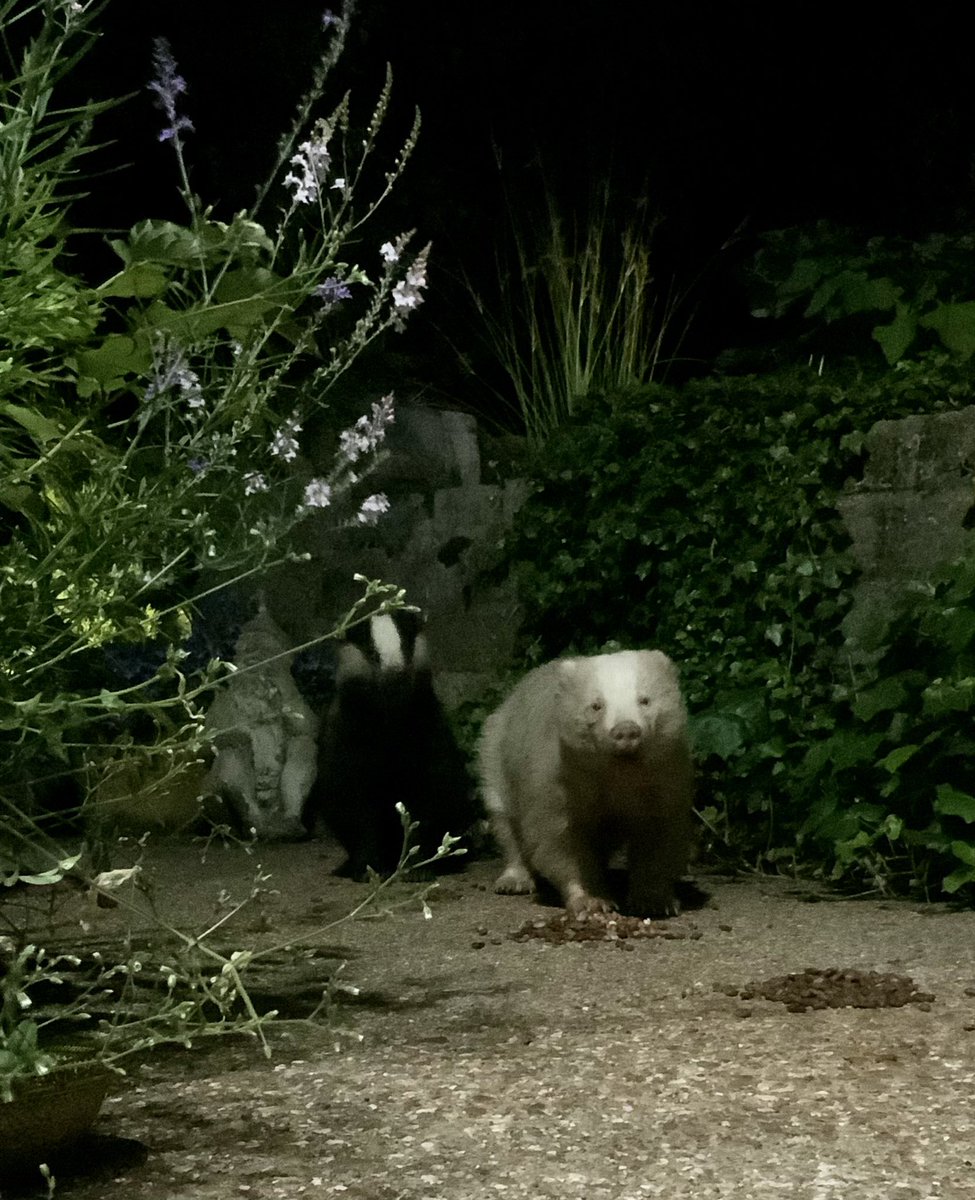 Busy night here…

#StopTheCull
#StrengthenTheBan
#VoteTheToriesOut