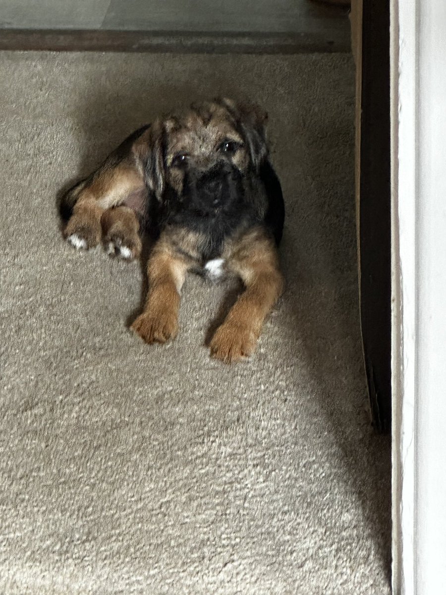 easedale's tweet photo. Reggie’s perfect head tilt ❤️ #btposse https://t.co/l6MXsO2jsa