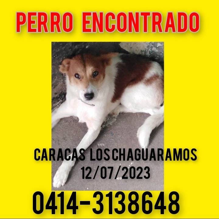PerroUsuario's tweet photo. #EXTRAVIADO Se busca a su familia humana RT @GAMascotas: Caracas, Los Chaguaramos Santa Mónica. Perro encontrado. Si alguien lo conoce o sabe de quién es favor llamar al 0414-3138648 gracias, favor https://t.co/9TKoMHenbz