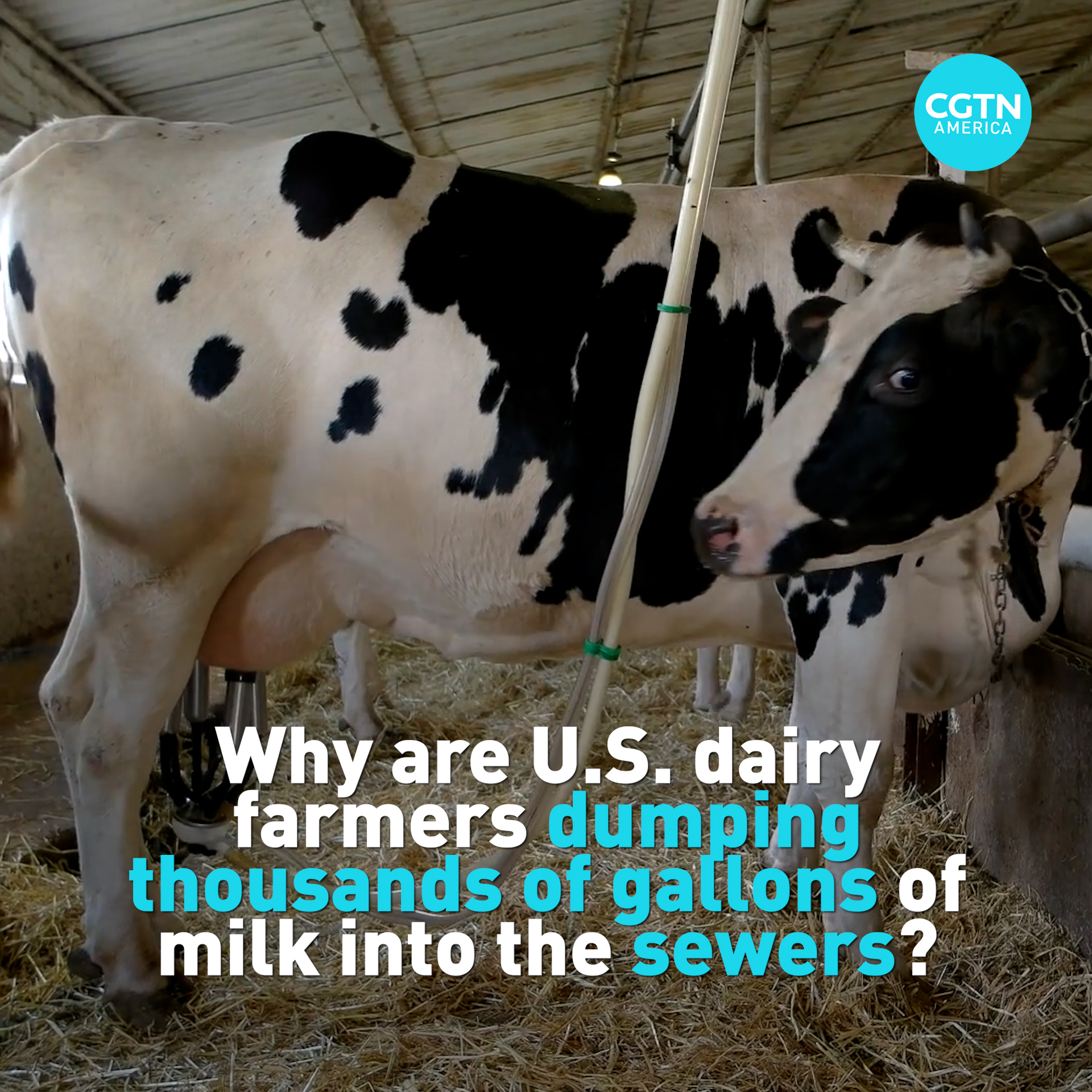 CGTN on Twitter "Farmers in the U.S. Midwest are dumping thousands of