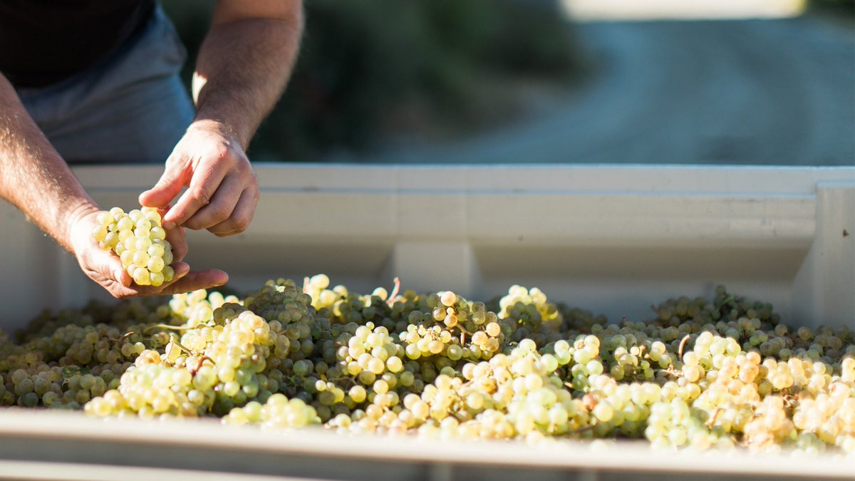 Wine Growers British Columbia (@winegrowersbc) on Twitter photo Top 10 sustainable #BCWine by <a href="/GismondiOnWine/">Gismondi on Wine</a>
gismondionwine.com/blog/top-10-bc…
<a href="/GrayMonkWinery/">graymonkwinery</a> <a href="/ClosduSoleil/">Clos du Soleil</a> <a href="/tantaluswine/">Tantalus Vineyards</a> <a href="/KitschWines/">Kitsch Wines</a> <a href="/Quails_Gate/">Quails' Gate</a> <a href="/SHWineShop/">Stag's Hollow Winery</a> <a href="/TightropeWinery/">Tightrope Winery</a> <a href="/hillsidewines/">Hillside Winery</a> Top 10 sustainable #BCWine by <a href="/GismondiOnWine/">Gismondi on Wine</a>
gismondionwine.com/blog/top-10-bc…
<a href="/GrayMonkWinery/">graymonkwinery</a> <a href="/ClosduSoleil/">Clos du Soleil</a> <a href="/tantaluswine/">Tantalus Vineyards</a> <a href="/KitschWines/">Kitsch Wines</a> <a href="/Quails_Gate/">Quails' Gate</a> <a href="/SHWineShop/">Stag's Hollow Winery</a> <a href="/TightropeWinery/">Tightrope Winery</a> <a href="/hillsidewines/">Hillside Winery</a>