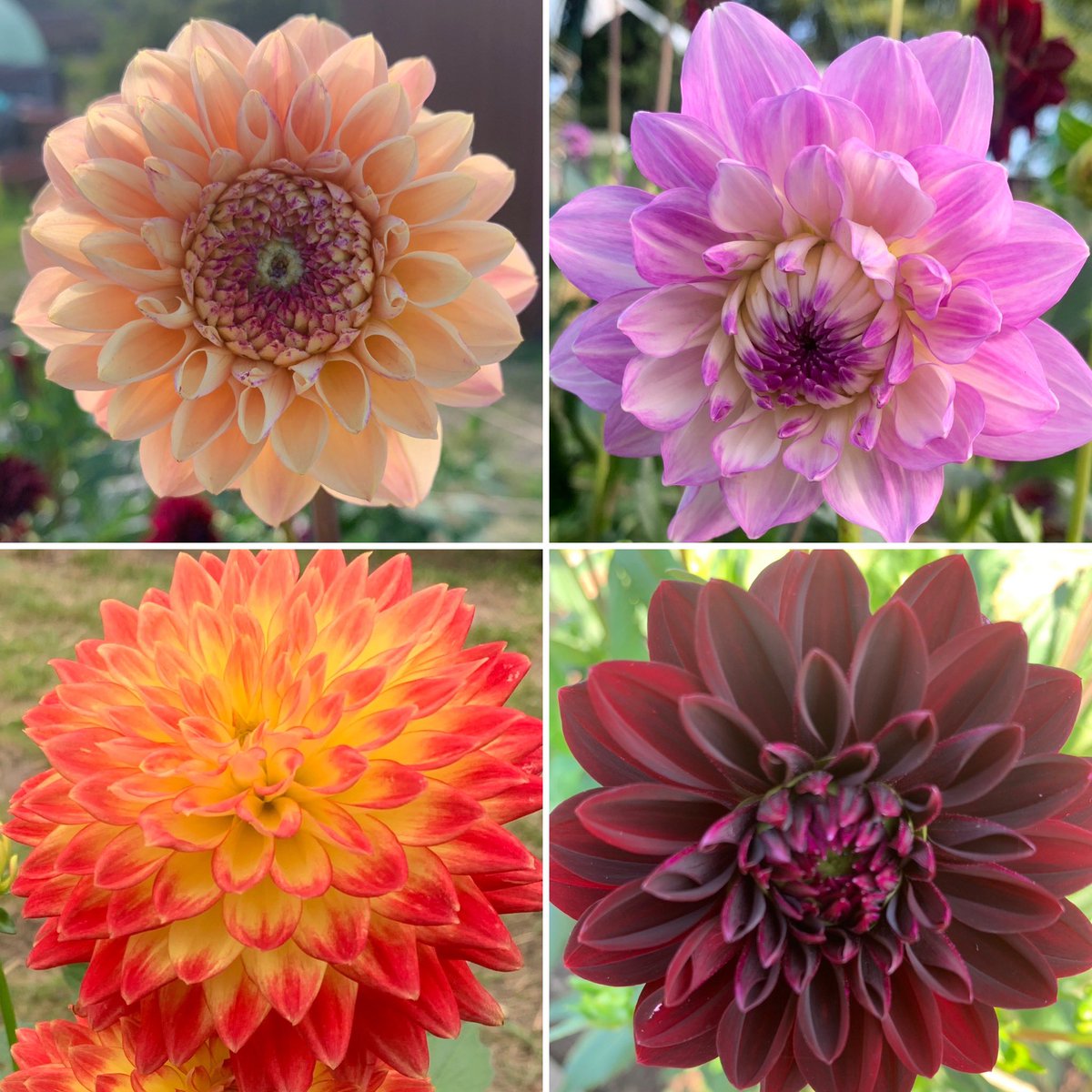 plotmassive's tweet image. Blooming marvellous! Dahlias on my allotment! #dahlia #dailydahlia #GardeningTwitter