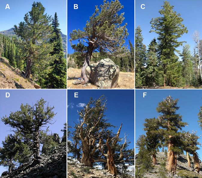 WhitebarkFound's tweet photo. 📢 The latest Science You Can Use Bulletin from @usfs_rmrs is here! 🌲🔬 Explore the research and management underway to protect high-elevation, five-needle pines at https://t.co/6wnZW7chjR. 🌳 #ScienceYouCanUse #HighElevationPines #RockyMountainResearchStation https://t.co/Q2yBKOUI02