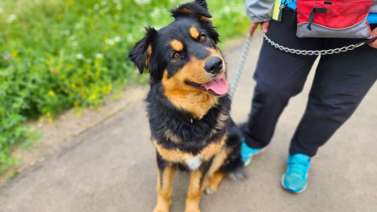 EdmontonHumane's tweet photo. Beautiful, intelligent & affectionate – the WHOLE package! #EHSpet Sophia loves long walks, squeaky toys, treats & your attention❤️🐾
Learn about Sophia on @GlobalEdmonton from @DrTedPurcell @Daintre_ & find information on our FREE pet resources -> https://t.co/Vib77Em4mz https://t.co/7P7pGd4i9k