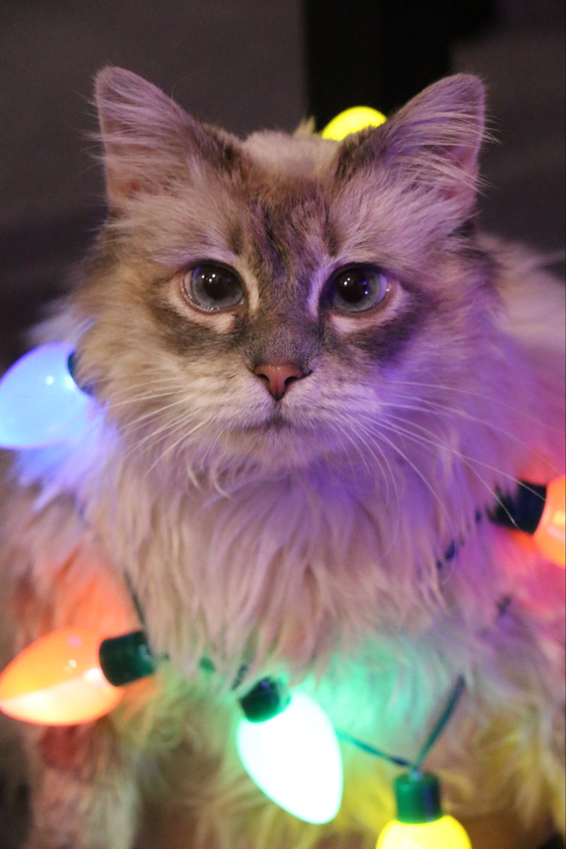 RIP princess, we loved you so much Dusty ❤️