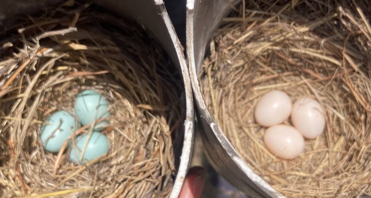 3 white bluebird eggs! They are rare, but how cool that they are in a nest right next to another bluebird nest with 3 blue eggs?