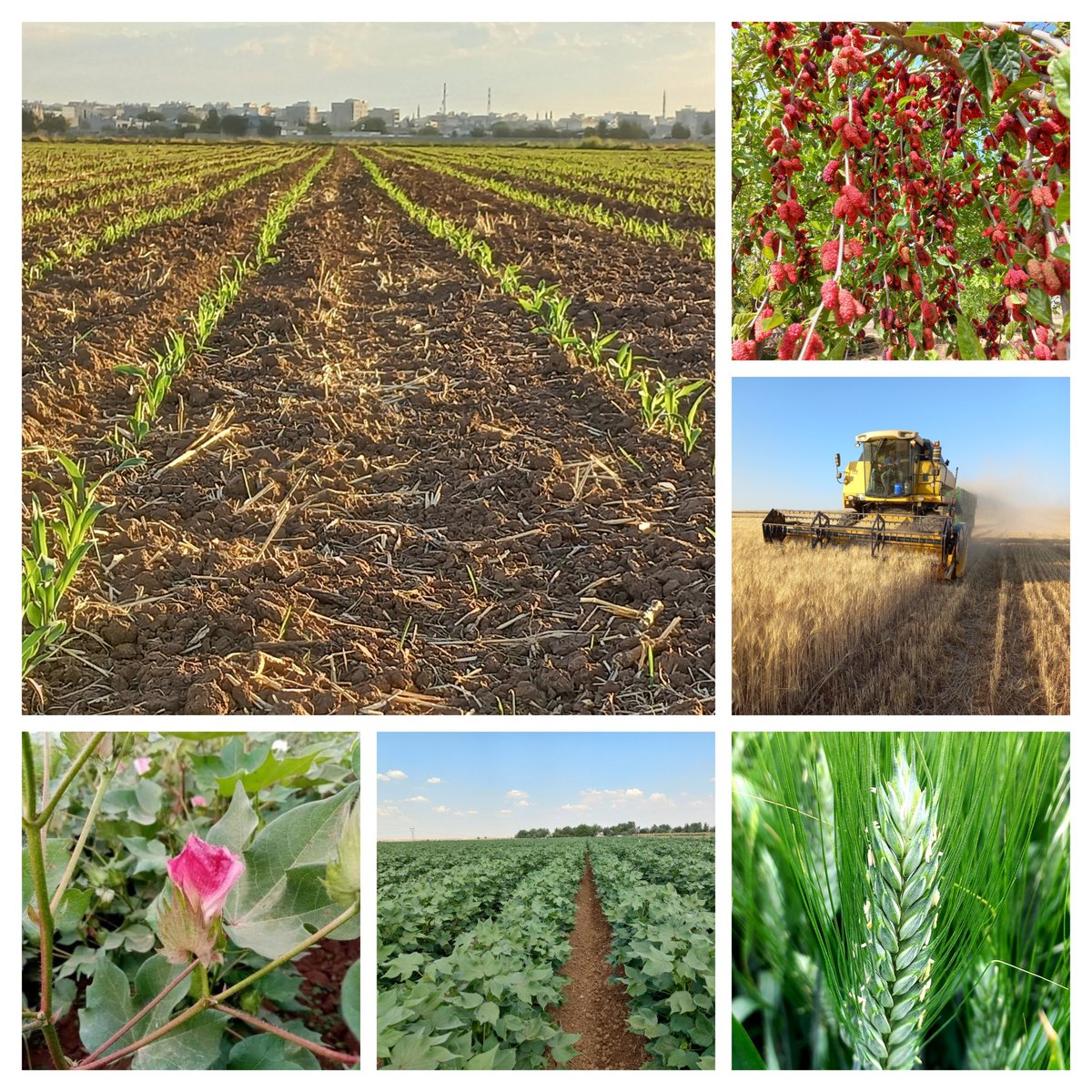 Suleyman Kutlu (@suleymankutlu9) on Twitter photo 