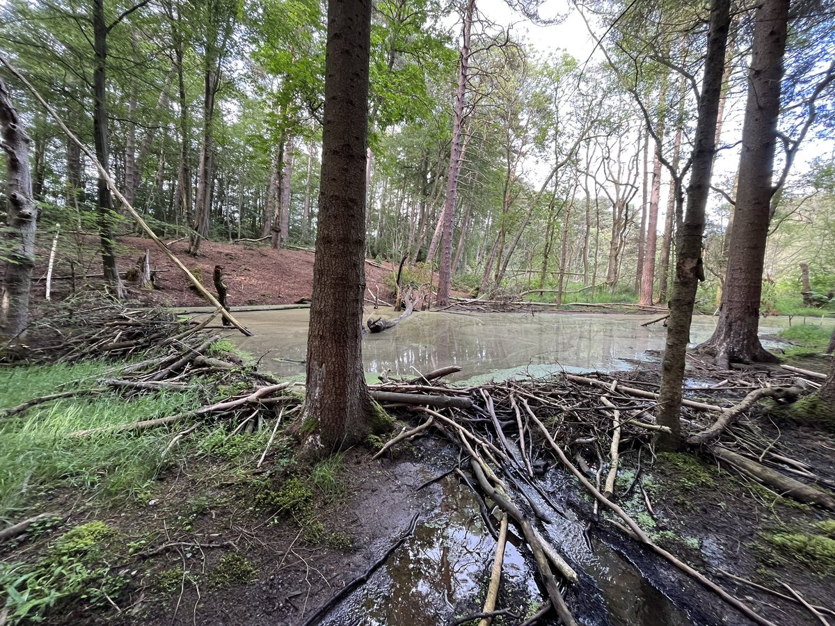 Beaver dam tourism! Fieldwork at the Yorkshire site so had to check in on what I think is the largest #beaver dam in England. Great to see how their activity through the rest of site is expanding too #damoftheday