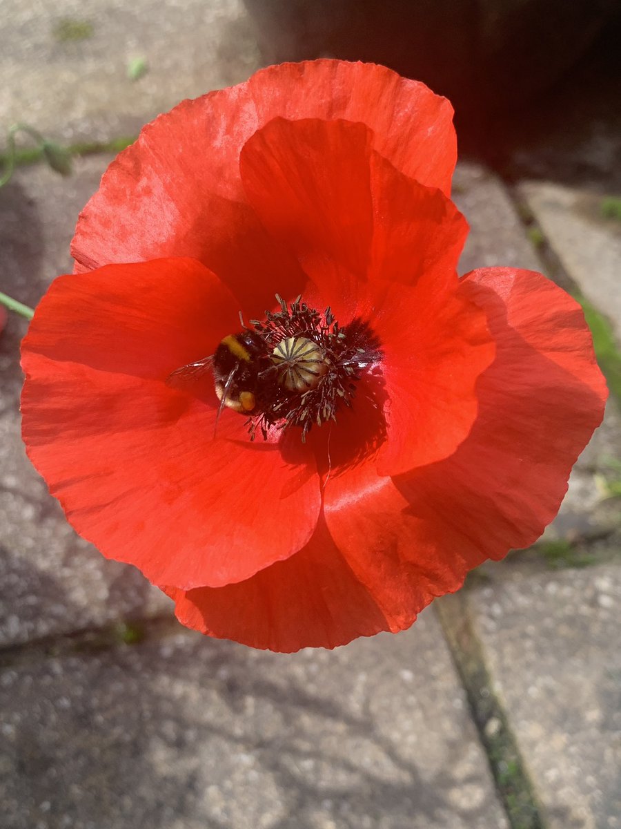 rockmrsmac's tweet photo. @TheEricaJames Poppies daisies and bees alway cheer me up. My daughter has just caught Covid too. https://t.co/QyEH46uk62