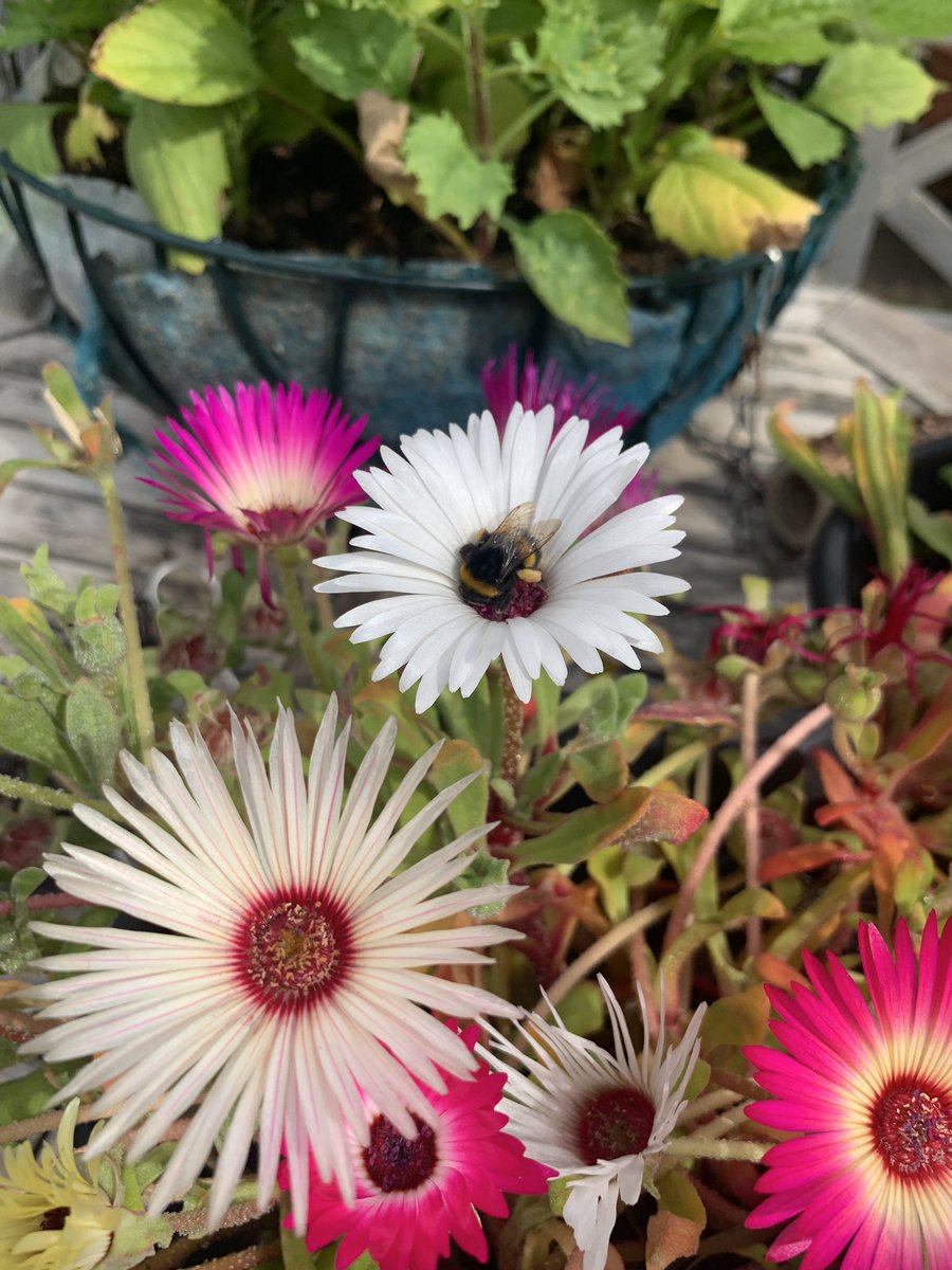 rockmrsmac's tweet photo. @TheEricaJames Poppies daisies and bees alway cheer me up. My daughter has just caught Covid too. https://t.co/QyEH46uk62