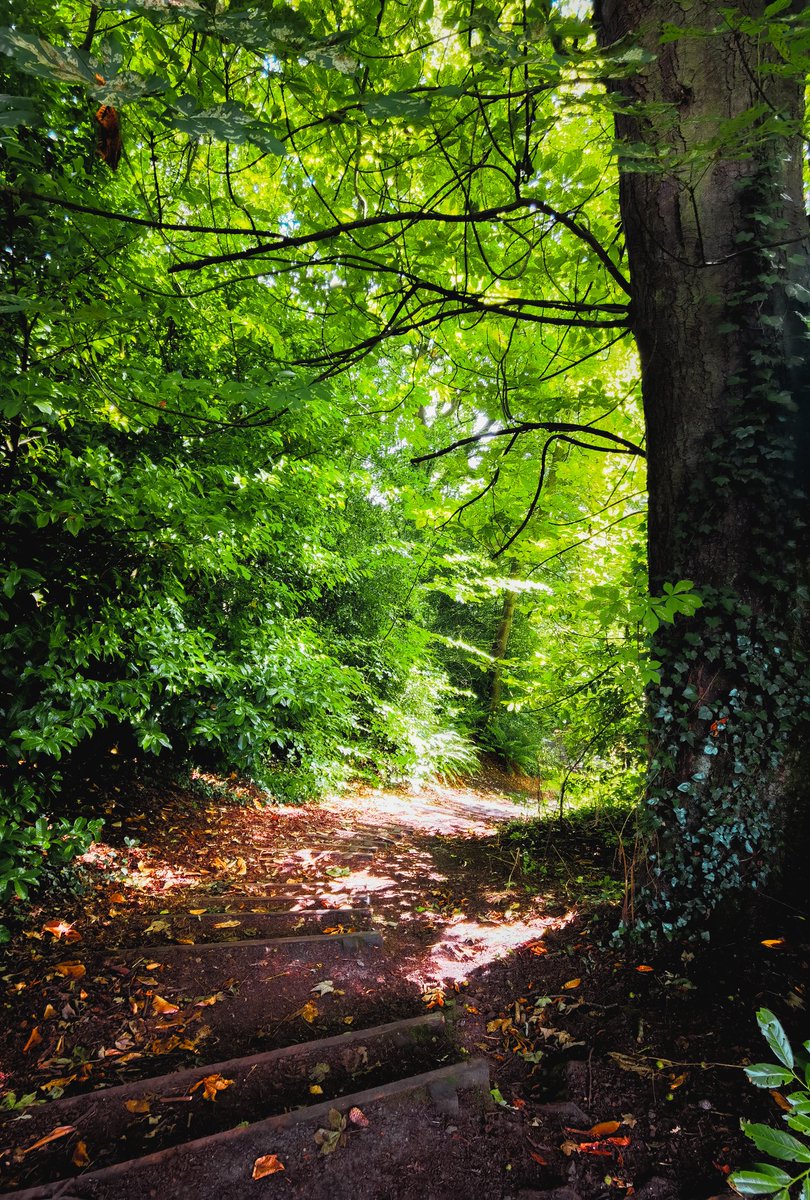 Took a little stroll amongst the stunning roses in Sir Thomas and Lady Dixon Park this evening.