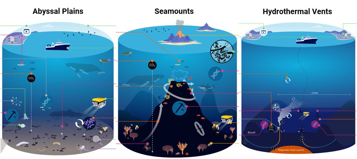 What do #deepsea ecosystems do for you? Our team is at <a href="/ISBAHQ/">International Seabed Authority</a> now sharing the latest science on abyssal plains, seamounts, and hydrothermal vents. You can read their new information sheets via the links in the thread below.