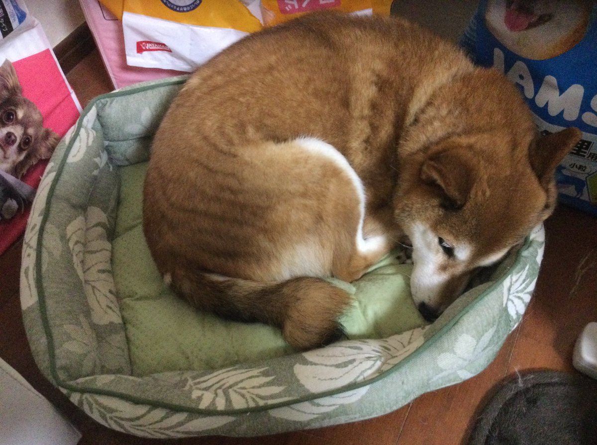 サト店です😃　おはようございます

今朝のイチ🐕(うちの柴犬♀)

部屋の片隅にある小さな専用ベッドで丸まっています😁

＃柴犬　#柴犬のいる暮らし