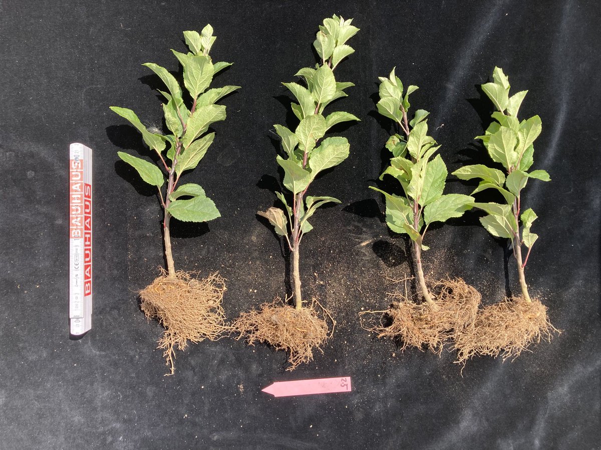 AgMicro_Lab's tweet photo. While @DoreenBabin had the opportunity to present our results today at #FEMS2023, our lab was busy with two big sampling campaigns.
No. 1 is to understand the early induction of apple replant disease @BonaRes4u. Great group effort @zkanfra @Kristin_hauschi @JKI_Bund https://t.co/TPctmR8BPI
