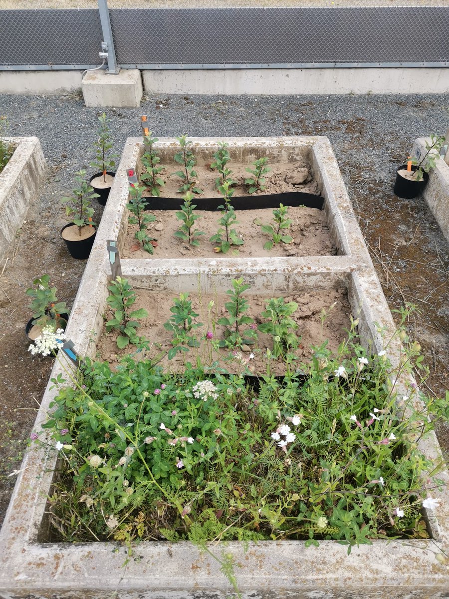 AgMicro_Lab's tweet photo. While @DoreenBabin had the opportunity to present our results today at #FEMS2023, our lab was busy with two big sampling campaigns.
No. 1 is to understand the early induction of apple replant disease @BonaRes4u. Great group effort @zkanfra @Kristin_hauschi @JKI_Bund https://t.co/TPctmR8BPI