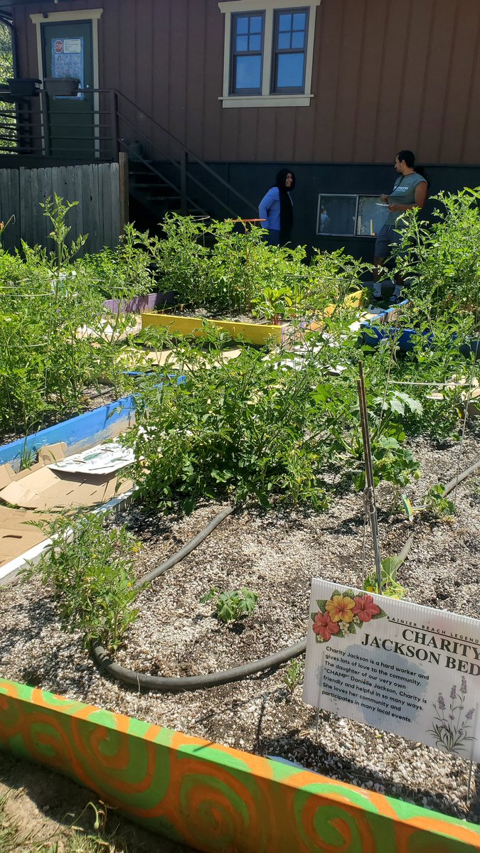 FN_TinaBrigit's tweet photo. Congratulations to Living Legend Charity Jackson! Check out her garden bed in #rainierbeach at the RBAC Office! https://t.co/cECqAGPm4G