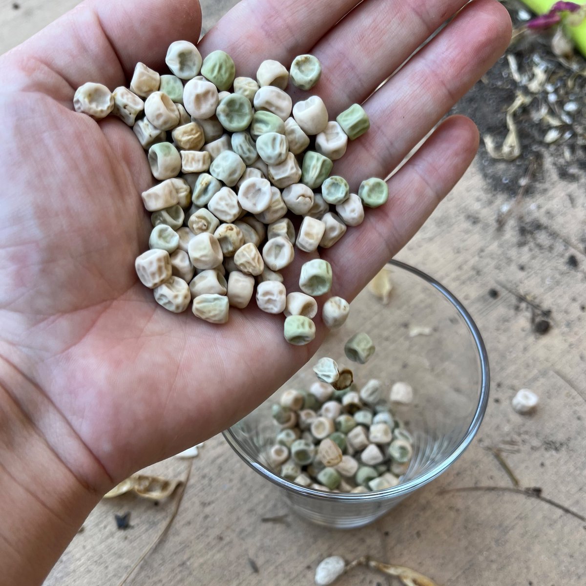 BeetleBabble's tweet image. Shelling peas for replanting