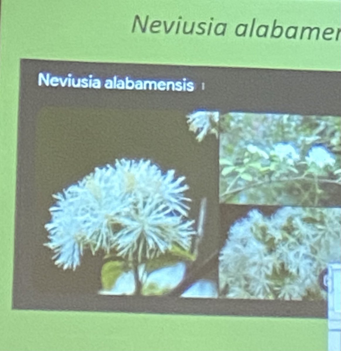idewteach's tweet photo. Enjoyed Native Plant Class ⁦@Bellingrath1932⁩ https://t.co/RvSFmuIARI