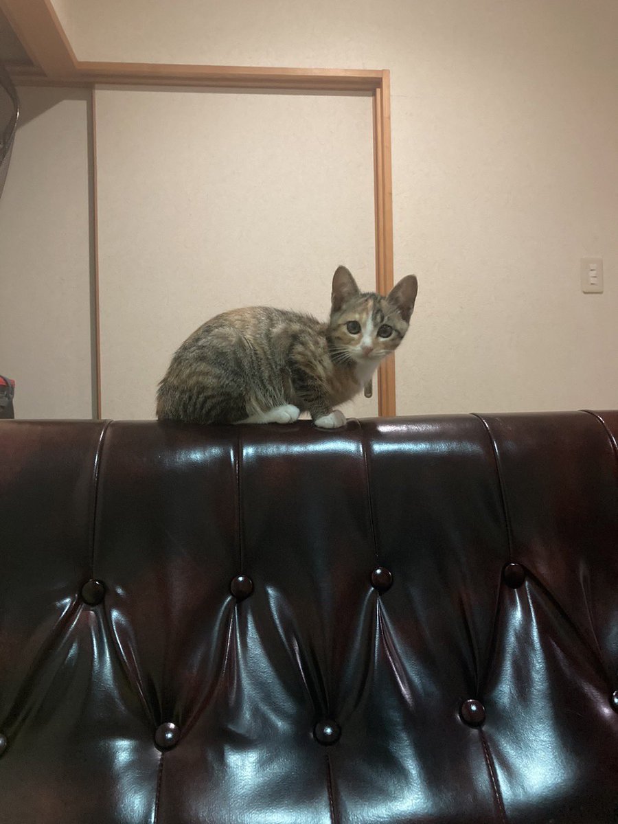 rnn1222's tweet photo. 3日目、4日目です。
ゴロゴロと喉を鳴らしながら近寄ってくることが多くなり、遊びも大胆になってきました。おうち慣れしてくれたかな🤲初の爪切りも終わり、スッキリだね✨💕︎ https://t.co/ffeFxhiIec