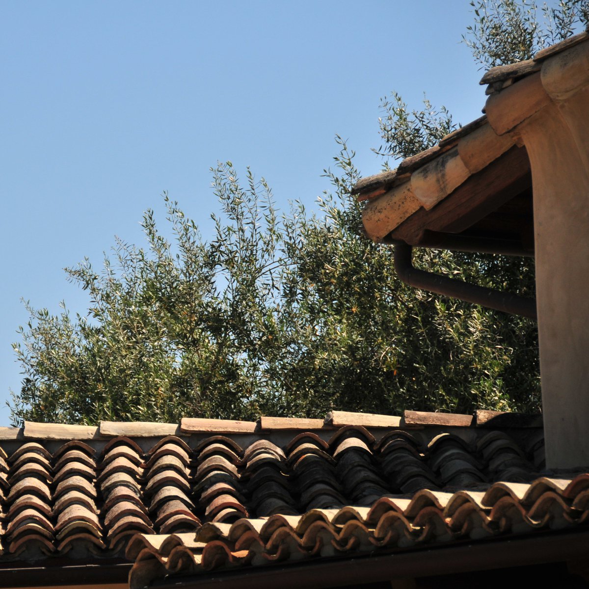 stavalowine's tweet photo. We didn't only plant the vineyard when we came to SYV. Scattered throughout our estate+vineyard you'll find over 40 Manzanillo, Sevillano &amp; Mission olive trees flourishing in our climate—most of which can be found with fresh volunteers growing in their surrounding area. https://t.co/9bZX0pWWhC