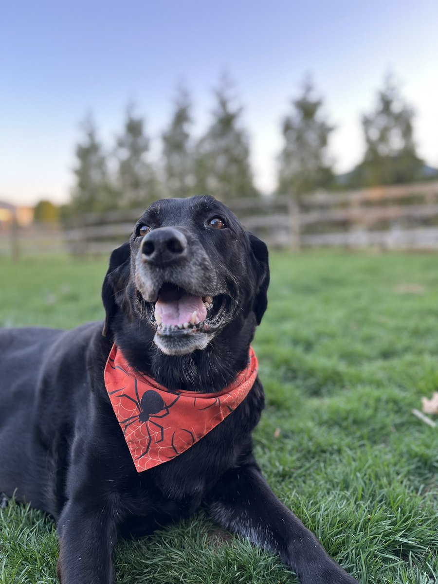 jwestfall14's tweet photo. Sad day in the house - we had to put down our Angus girl - a black lab 13 years old. Will miss this special girl! #labsrule #dogs #mansbestfriend https://t.co/HbgmIgW89s
