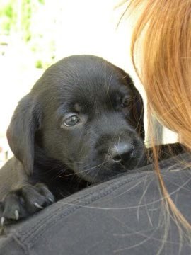 jwestfall14's tweet photo. Sad day in the house - we had to put down our Angus girl - a black lab 13 years old. Will miss this special girl! #labsrule #dogs #mansbestfriend https://t.co/HbgmIgW89s