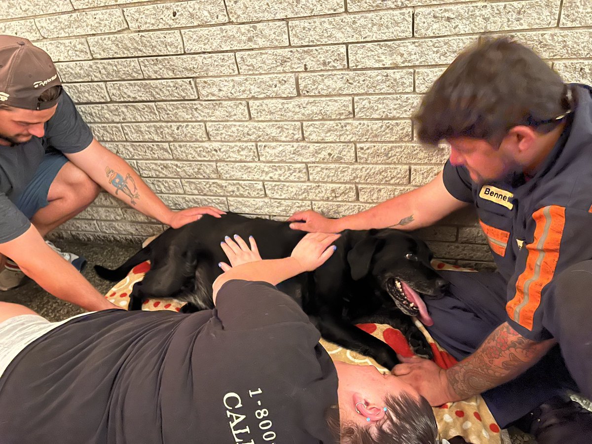jwestfall14's tweet photo. Sad day in the house - we had to put down our Angus girl - a black lab 13 years old. Will miss this special girl! #labsrule #dogs #mansbestfriend https://t.co/HbgmIgW89s