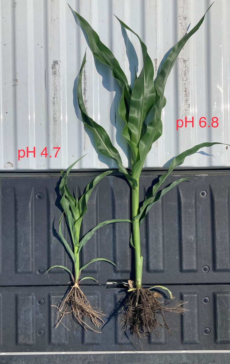 swatmaps's tweet photo. Seeing more pH affected corn this year.🤔
VR lime applications are more economical using a #SWATMAP as not every acre needs it. Now is the time to start making plans for fall 2023 on targeting VR lime applications for crop 2024 and beyond.
Get in touch and let's have a chat! https://t.co/I5bd97ZYRd