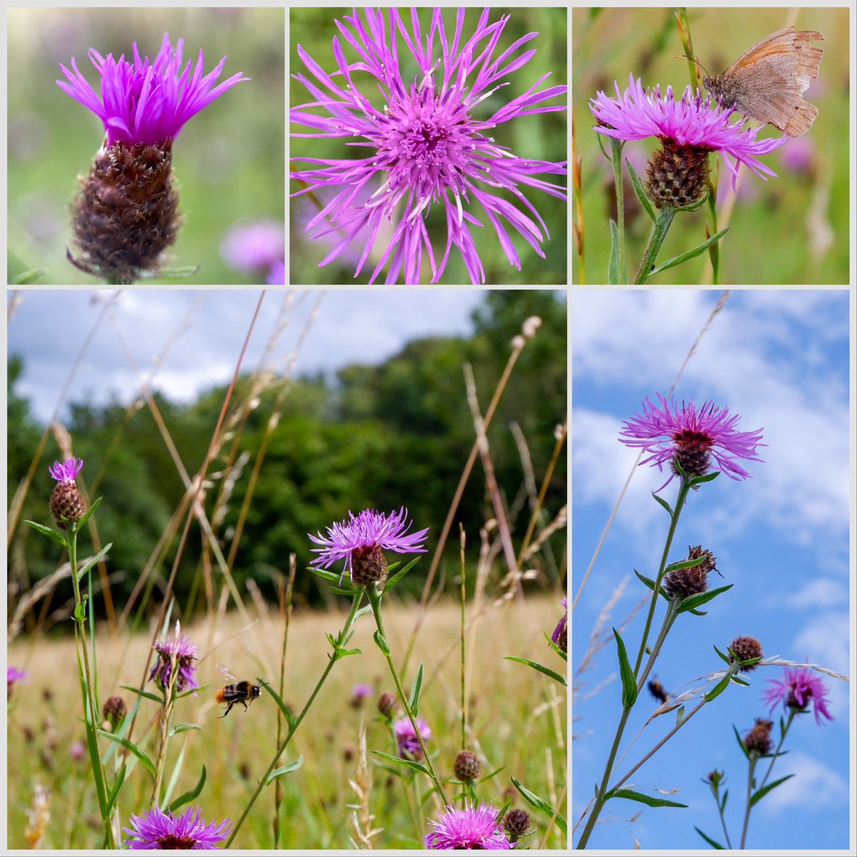 wildflowerhunt's tweet photo. #commonknapweed #centaureanigra #wildfloweroftheday
One of my favourite wildflowers. Its magenta pink florets remind me of faery tutus as they dance and play amongst the meadow grass. Absolutely buzzing with pollinators, I lost count of how many different species I spotted. https://t.co/EZacrC3X80