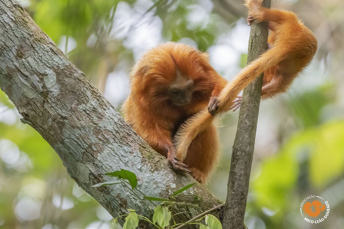 The tail end of our photo challenge! 5 days left!! Go to the #zoo and take a photo of golden lion tamarins. Post your photo to savetheliontamarin.org/2023gltdaychal…  by July 17! #savetheglt #conservation