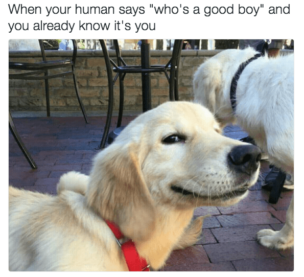You have no idea who's a good boy. #SignsYouDontHaveADog