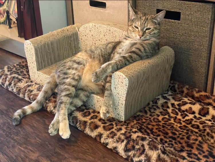 HadleySheley's tweet photo. @Phil_Lewis_ Mullet man’s cat harboring at the neighbors knowing how it’s gonna spin him into another cat pervert frenzy… https://t.co/caSYND0TYC