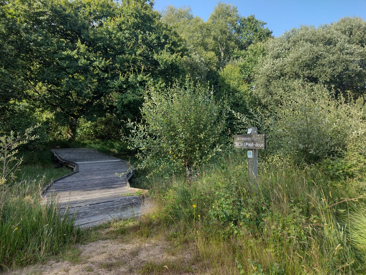 La mare de la #RéserveNaturelleRégionale de Lann Bern à #Glomel. C'est un coin pas loin du Canal de Nantes à Brest.