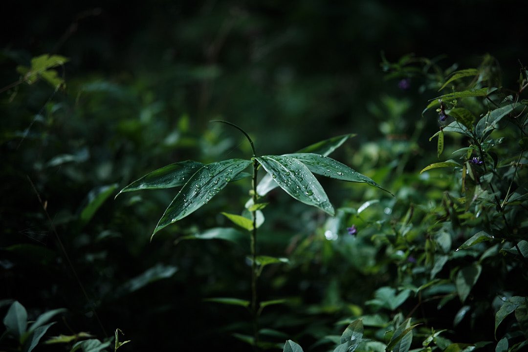 “雨上がりの午後” 宮城県大崎市にて
#xh2 #sigma56mmf14