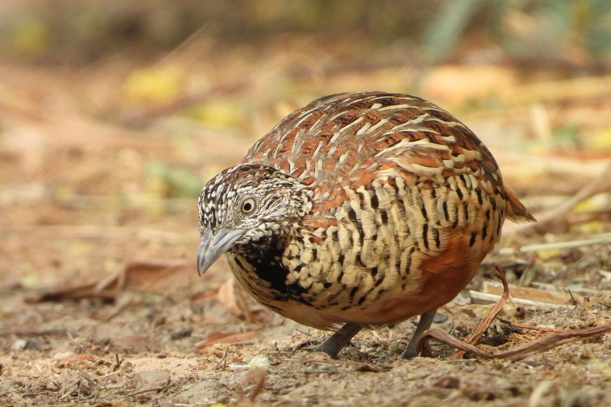 kishanm05's tweet photo. "FEMALE"
Barred Buttonquail बटेर 
Shivdaspura, Jaipur Rajasthan
12072023
#nesting 
#barred #buttonquail #indian
#habitat 
#buttonquail
#natgeo 
#naturephotography 
#nature_of_our_world 
#bbcearth #nature_perfection 
#animalphotography
#netgeoyourshot 
#nationalgeographic https://t.co/jD7GjmnqpJ