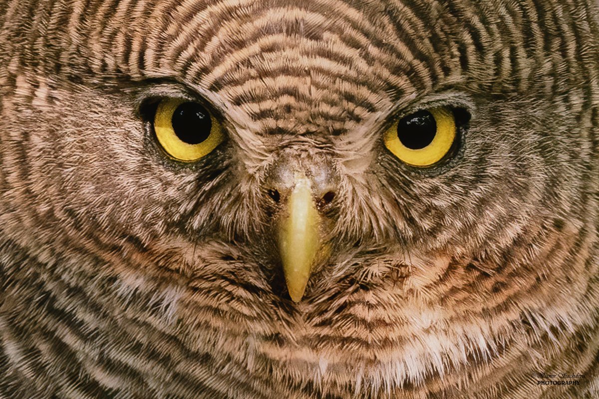 'BOO'
Barred Jungle Owlet
#BirdsOfTwitter #IndiAves #nature #birdphotography #ThePhotoHour #BBCWildlifePOTD #BirdsofIndia #birdwatching #twitterbirds #birdpics #birdnames_en #NaturePhotograhpy #wildlifephotography #TwitterNatureCommunity #owls #barredjungleowlet #closeup #eyes