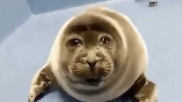 NotYourScott's tweet photo. TF2 game mode where you have to feed Niko seal mackerel to win what the fuck https://t.co/0vVTXGSDVq