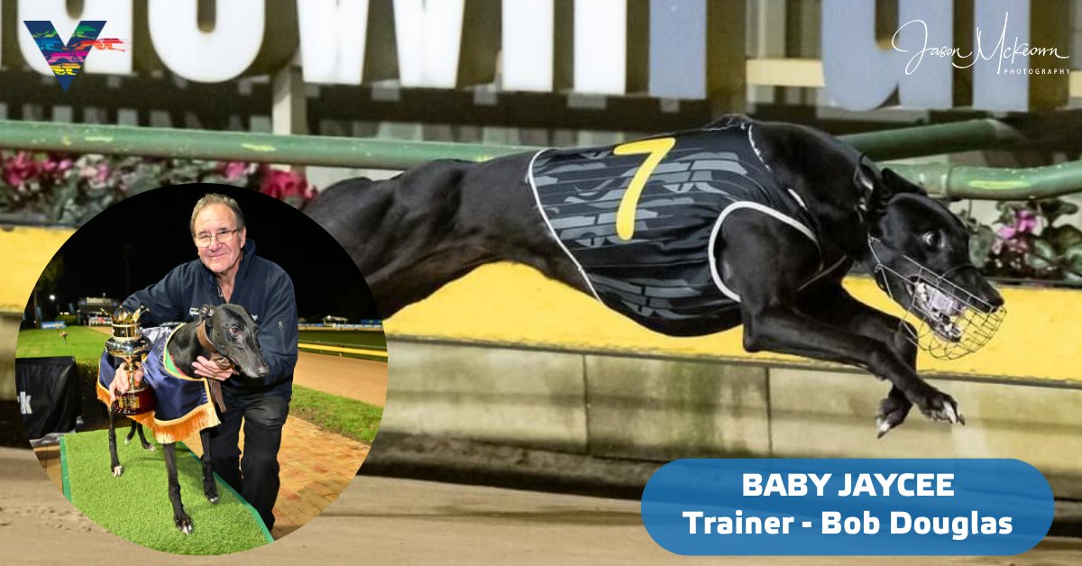 WatchDogRacing's tweet photo. Baby Boom 💥
BABY JAYCEE has a huge experience edge heading into Saturday night’s heats of the Group 1 #MaturityClassic at @MelbourneGreys.
Bob Douglas told @gedguthrie that BABY JAYCEE is “at the top of her game”.
📰 https://t.co/c7l8dBupUI
#GreyhoundRacing #PremierRacing https://t.co/F9utAnlYBt