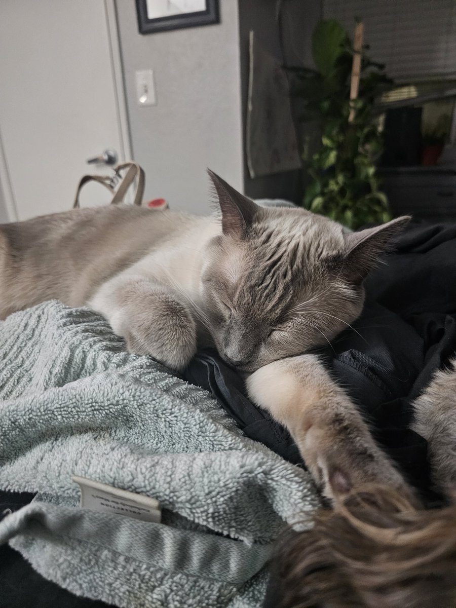 CB420 Exxxotica Miami July 1417th on Twitter "My ferel cat won't let