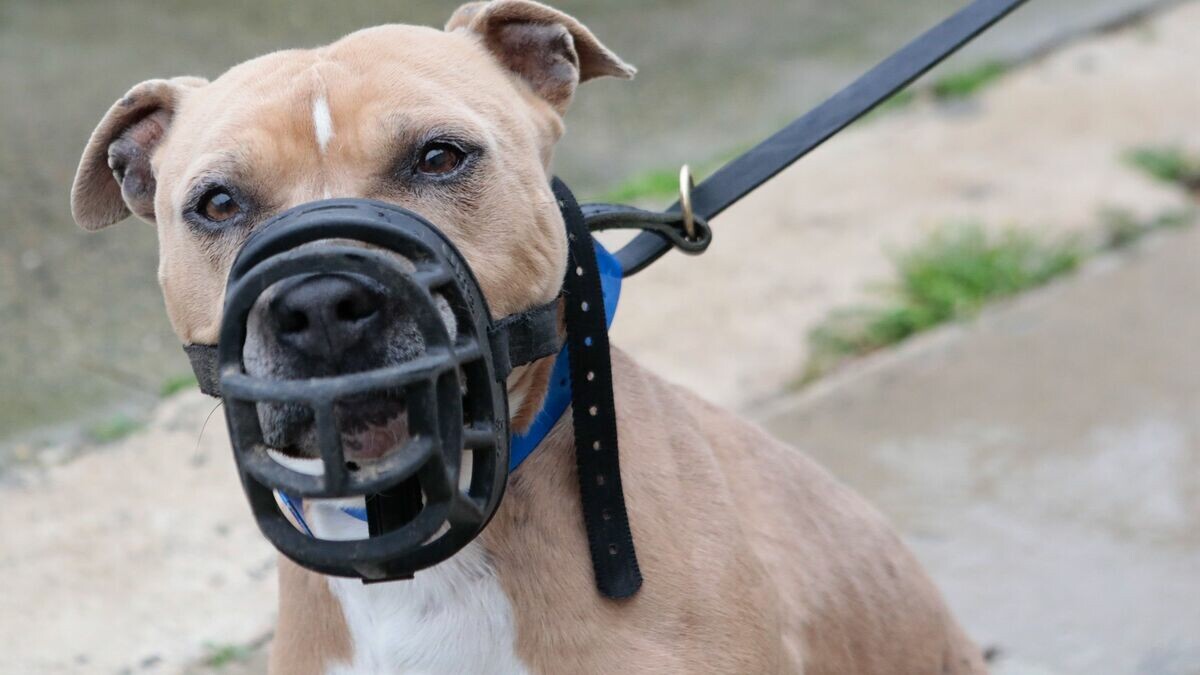 Le Parisien 60 on Twitter "Oise il ordonne à son chien d’attaquer lors d’une rixe, l’animal