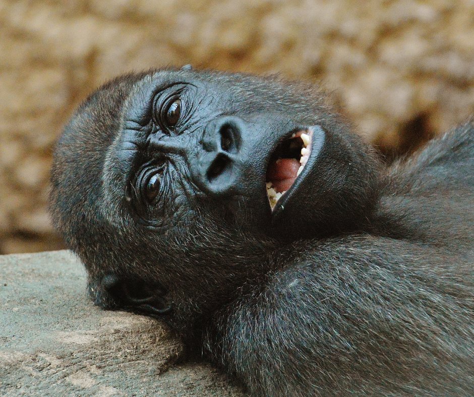 DakotaElec's tweet image. Caption this photo for us. Then be sure to register for tomorrow's free night at the @mnzoo while there are still spots available for our Member Appreciation Event.

ow.ly/Xxa750Pa5wC

#MemberAppreciation
#GoingBananas