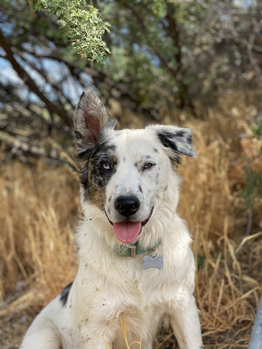 YavapaiAZ_Flood's tweet photo. This is Woodrow; he supervised our flood warning specialists today while they did an upgrade. He is not technically qualified to supervise, but because he is such a good boy, we let him๐๐ถ
#yavapaicounty #floodcontrol #azwx #floodwarning #hydrology #dogs #fieldsupervisor https://t.co/SEImbFl39R