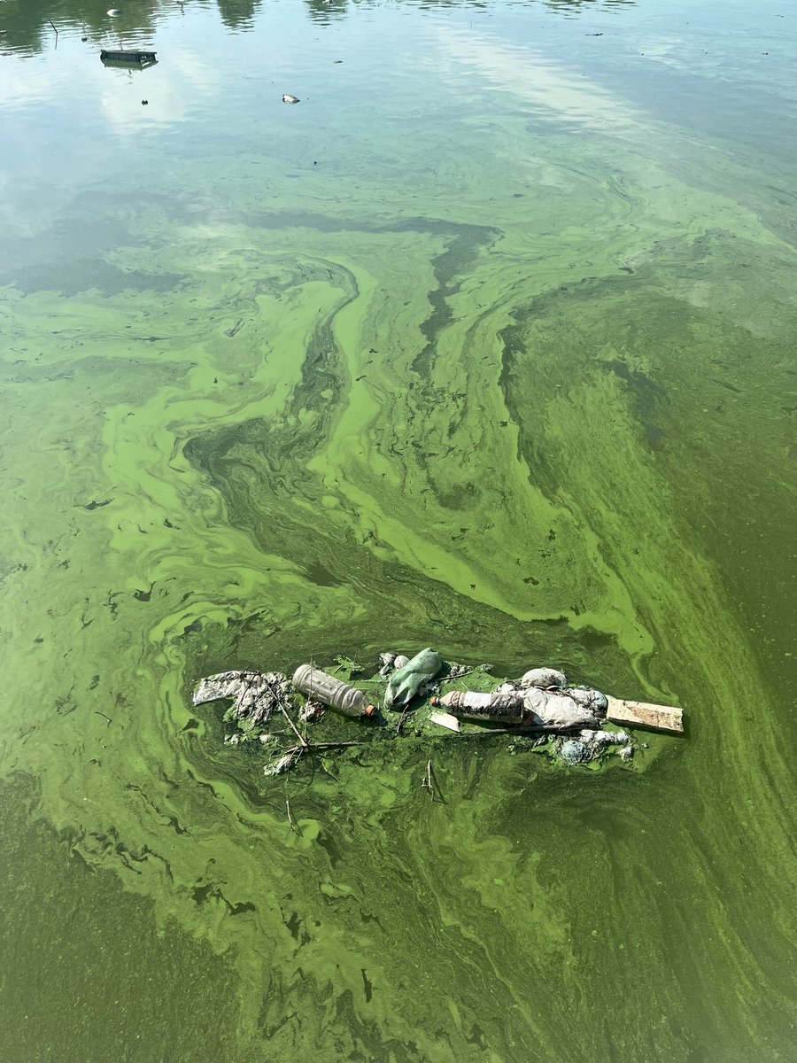 sophiavlobo's tweet photo. El lago de Maracaibo está enfrentando una de las peores crisis de su historia. 

Es frustrante ver como el reservorio de agua dulce mas grande de América del Sur, esta asfixiado por un verdín tóxico, derrames petroleros y años de contaminación. https://t.co/j58H9DVE5f