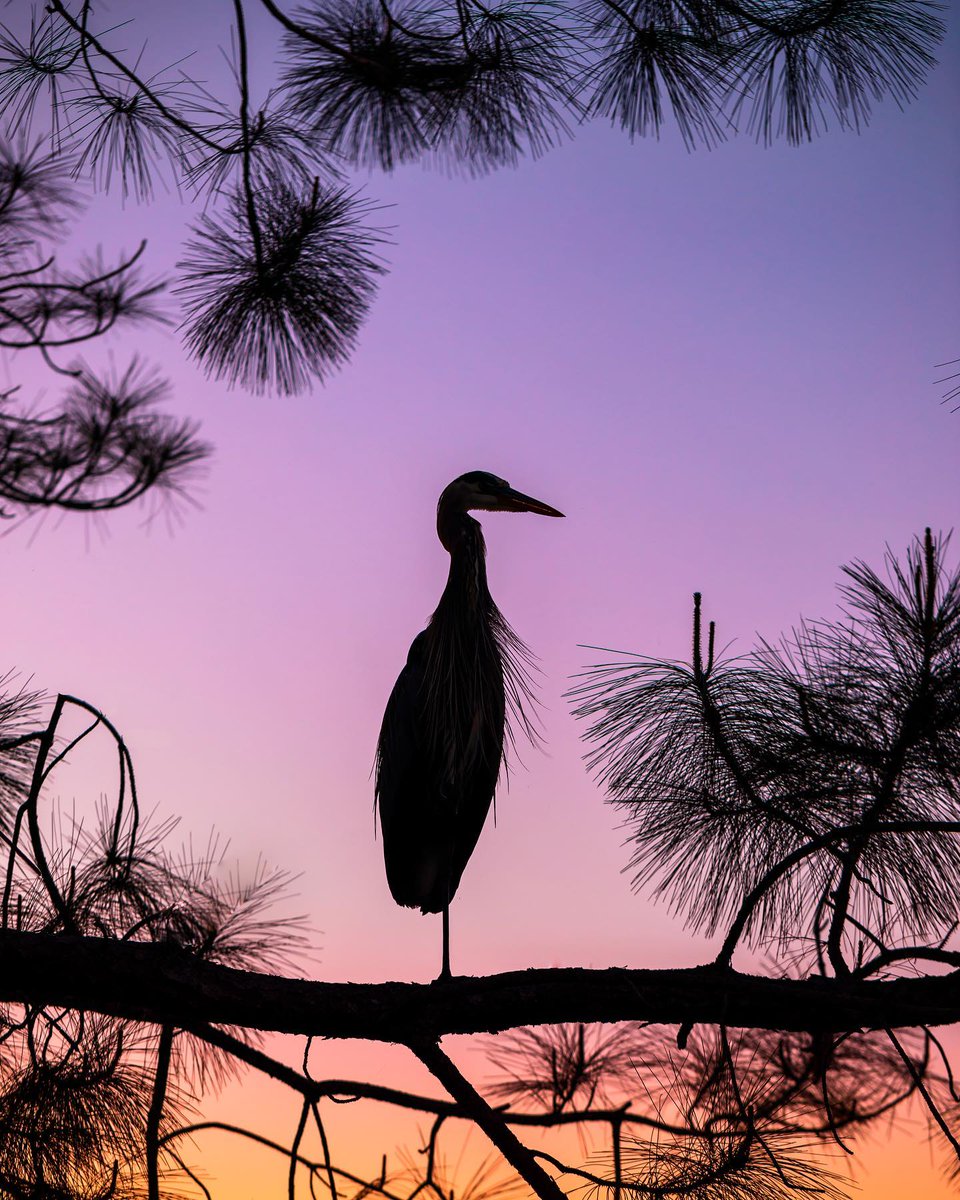 SouthWalton's tweet photo. best seat in the house 🌳🌅

#CaptureTheSunsetWeek

📸: susangunnphotography on Insta https://t.co/heLccyIeFB