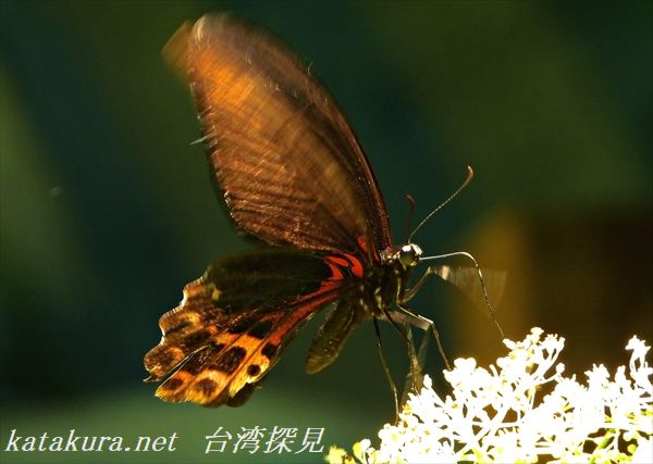 ワタナベアゲハ。台湾固有種。全国の渡辺さんに注目してほしい蝶です