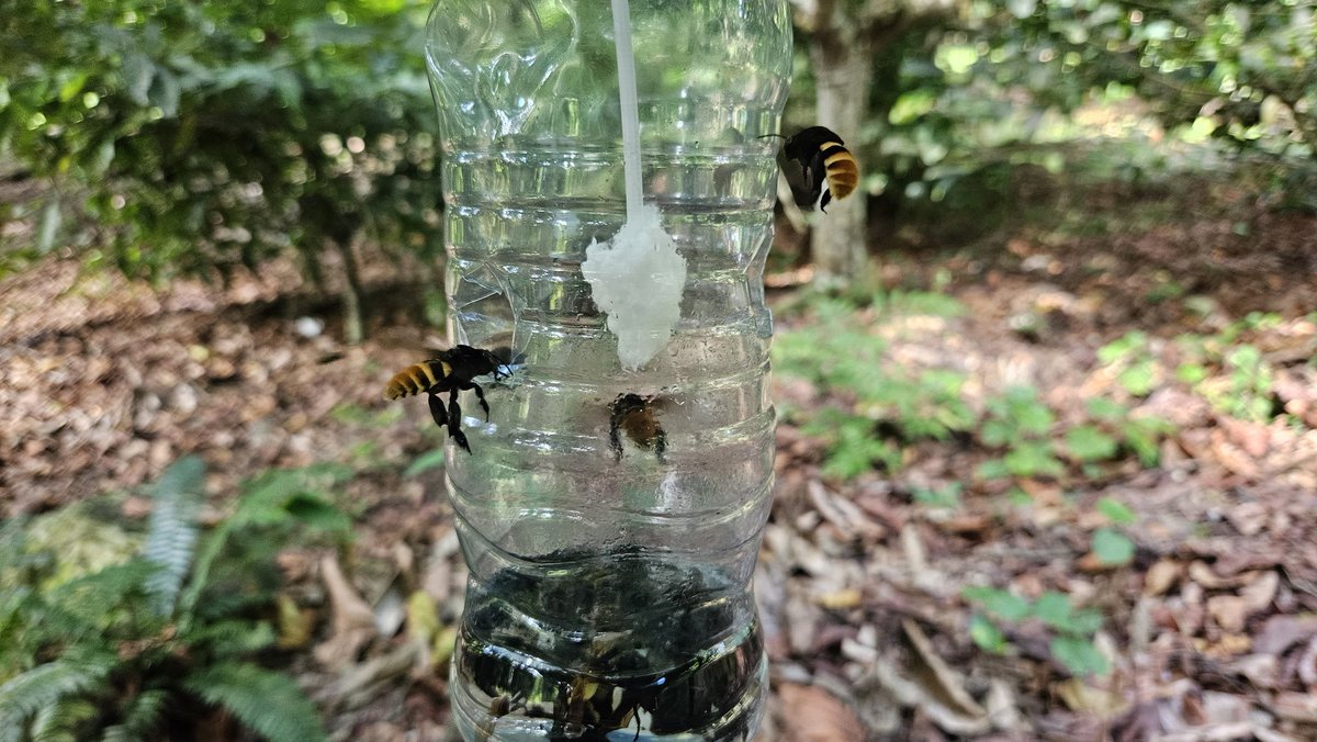 We've been catching an amazing diversity of bees! The orchid bee traps baited with various chemical lures have captured so many cool bees and we are learning a lot about the changes in bee communities across Colombia 🇨🇴 🐝 <a href="/beaslab/">beaslab</a> <a href="/ColombianComPSU/">Colombian Graduate Student Community at PSU 🇨🇴</a>