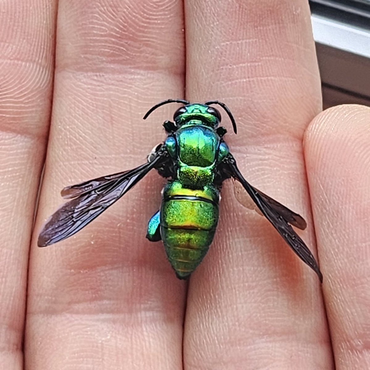 🐝🌻Nash Turley🌻🐝 tweet media